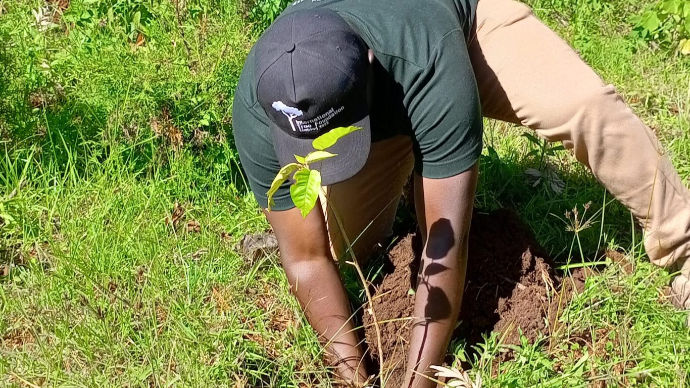 edwin planting &ndash; globe gone green